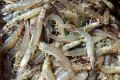 VN exporters need to prove no harm to U.S. shrimp industry