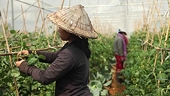 Lao farm products to enjoy tariff exemptions