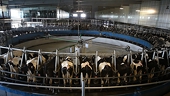 New Zealand: Dairy industry losing billions of dollars to trade barriers