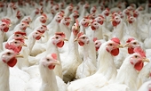Avian flu scare: Vietnam halts the US poultry imports