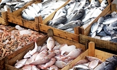 Vietnam seafood exports: Endless obstacles