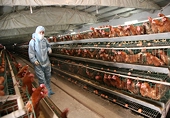 China responds to WTO report on EU poultry tariff quota dispute