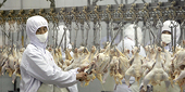China loses most of WTO poultry challenge, scores small win over EU