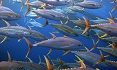 Mexico plans immediate action on US imports after WTO tuna ruling