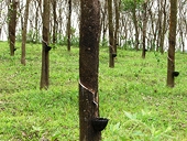 China extends anti-dumping duties on imported rubber for 5 years