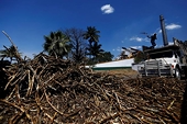 Mexico sugar chamber says to request anti-dumping US probe