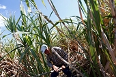 Mexico sugar industry warns U.S. tough line sets bad NAFTA precedent