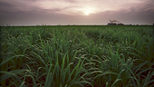 Even If You Support Free Trade, You Should Oppose Mexico's Nafta Sugar-Dumping