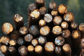 U.S. slaps dumping duties on Canadian wood, Ottawa vows to fight