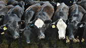 Japan to trigger safeguard tariffs on US frozen beef