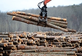 Softwood lumber: Canada takes its complaint to the World Trade Organization