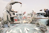 Why India hardened its stance on fishery subsidy at World Trade Organization