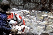 Việt Nam gains record in seafood export value in 2017