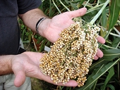 China launches anti-dumping investigation into U.S. sorghum imports