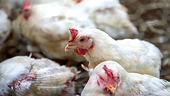 China to scrap US broiler duties following WTO debate