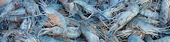 ‘US anti-dumping duty on shrimps won’t hit exporters’
