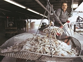 Anti-dumping duty on Indian shrimp import unlikely to impact shipment