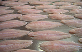 US sets even higher anti-dumping rates than expected on Vietnam pangasius