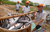 High antidumping duties have Vietnam's pangasius vendors foresaking US market