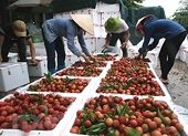 Vietnam targets 10 billion USD from fruit, vegetable exports