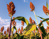 China slaps US sorghum imports with temporary deposit in antidumping probe