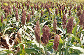 As talks resume, China ends anti-dumping probe of US sorghum