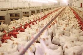 China imposes anti-dumping measure on imports of chicken from Brazil