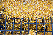 China Targets U.S. Farm Imports With Tariffs on Soybeans, Corn