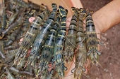 US trade judge deals Mazzetta setback in Vietnamese shrimp fee case