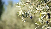 US questions CAP’s raison d’être with Spanish olives investigation