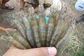 US’ anti-dumping fees, SIMP rules to slow shrimp imports from Vietnam