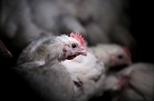 U.S. poultry industry to urge retaliation if South Africa ends quota