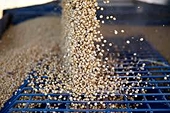 China Erred in Putting Tariffs on Soybeans, Says Former Official
