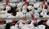  Brazil meat export group proposal seeks end to anti-dumping row with China