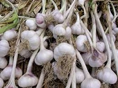 Chinese Garlic Duties Rejected by Trade Court