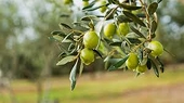 EU to challenge U.S. duties on Spanish olives