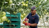 Tomato fight: US plans to reopen anti-dumping probe against Mexico