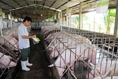 Livestock sector moves to boost exports in 2019