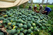 Vietnam’s watermelons face tougher regulations from China