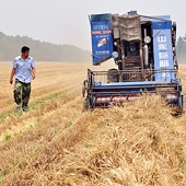 WTO Rules China gave its growers unfair wheat and rice subsidies