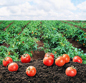 Statement on the Tomato Suspension Agreement