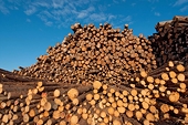 WTO Affirms U.S. Antidumping Duty Measures on the Differential Pricing Methodology to Softwood Lumber Products from Canada