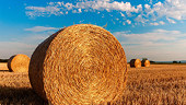 WTO Finds Fault With China's Agricultural Trade Restrictions