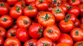 U.S. Department of Commerce terminates suspension agreement on fresh tomatoes from Mexico