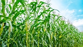 Commission repeals US anti-dumping duties on ethanol, irritates industry