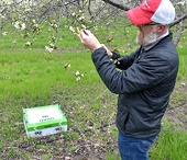 Tart cherry tariff petition moves forward following ITC decision