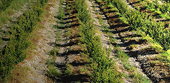 OECD: Israel's agriculture policy remains protectionist