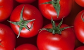 Mexican tomato growers making false claims about anti-dumping investigation, says FTE 