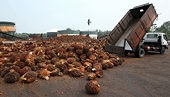 EU Hits Indonesia With New Biodiesel Levies, Risking Tit for Tat