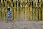 WTO to rule on India sugar export subsidies: trade official